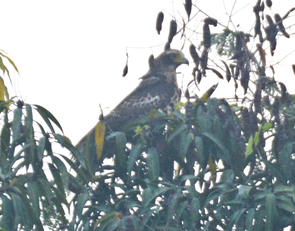 Crested Serpent-Eagle - ML421623291