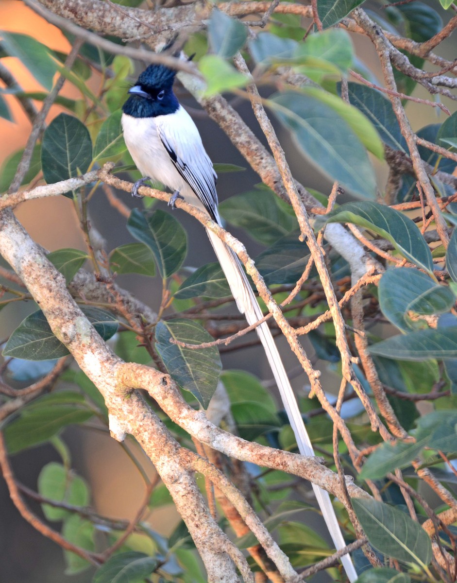 Indian Paradise-Flycatcher - ML421623331