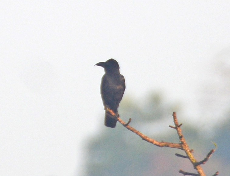 Large-billed Crow (Indian Jungle) - ML421623341