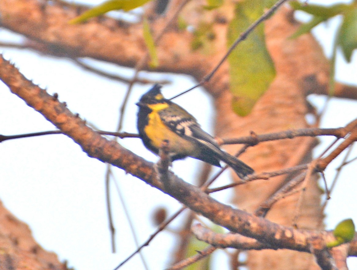 Indian Yellow Tit - ML421623351