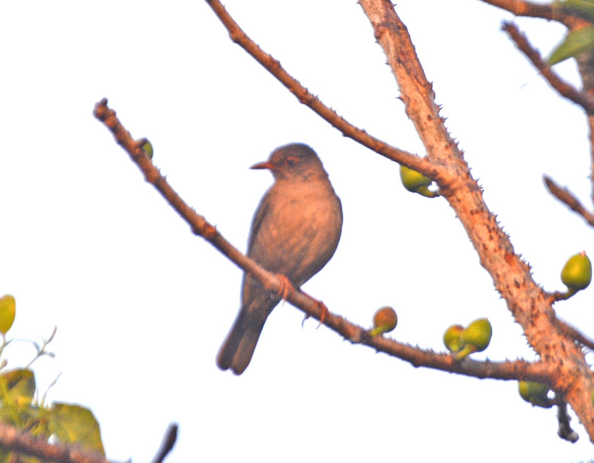 Indian Blackbird - ML421623421