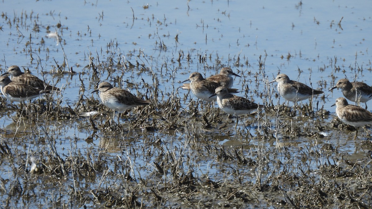 Least Sandpiper - ML421623431