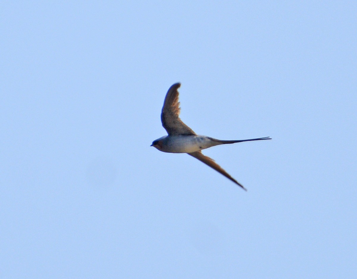 Crested Treeswift - ML421623651
