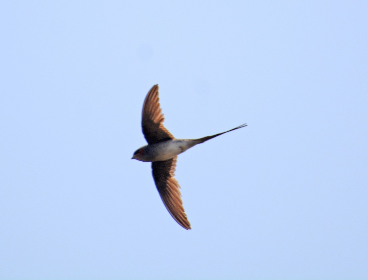 Crested Treeswift - ML421623661