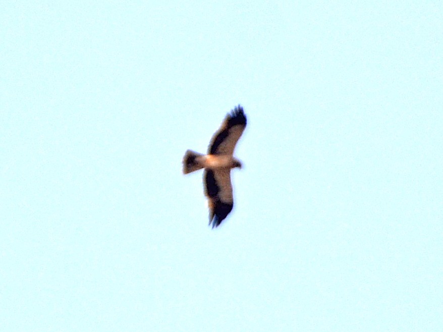 Booted Eagle - ML421623671