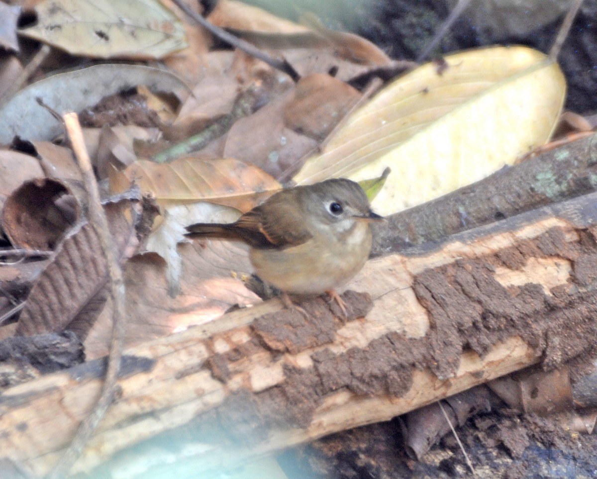 Brown-breasted Flycatcher - ML421623731