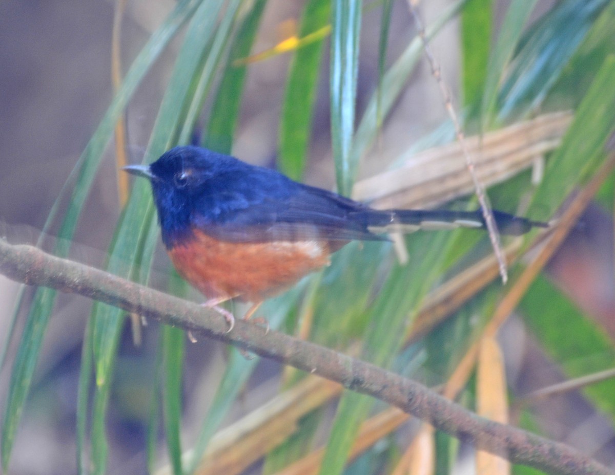 White-rumped Shama - ML421623761