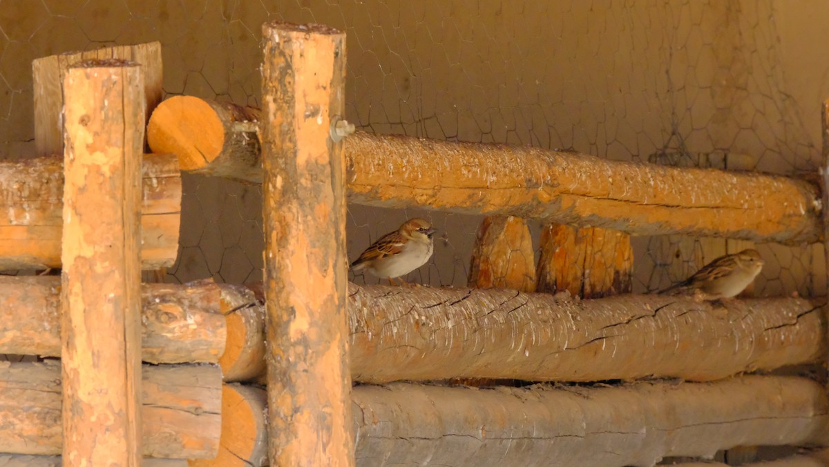 House Sparrow - ML421623831