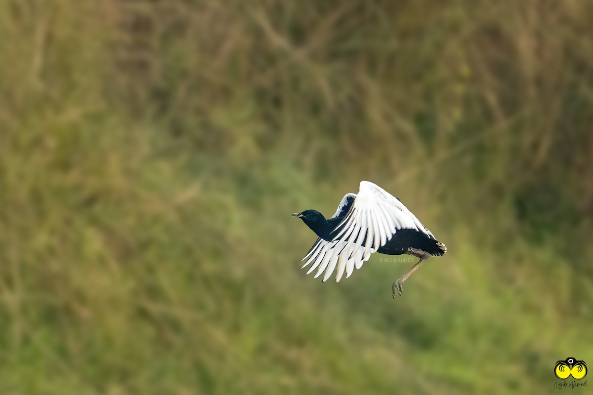 Bengal Florican - ML421625351