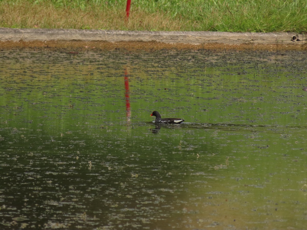 Eurasian Moorhen - ML421626231