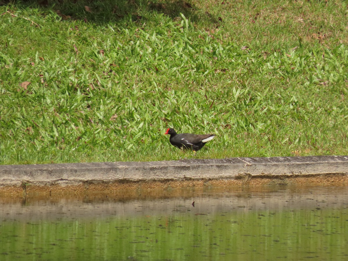 Eurasian Moorhen - ML421626351