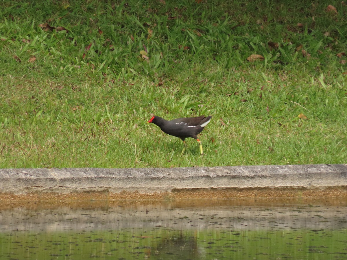 Eurasian Moorhen - ML421626431