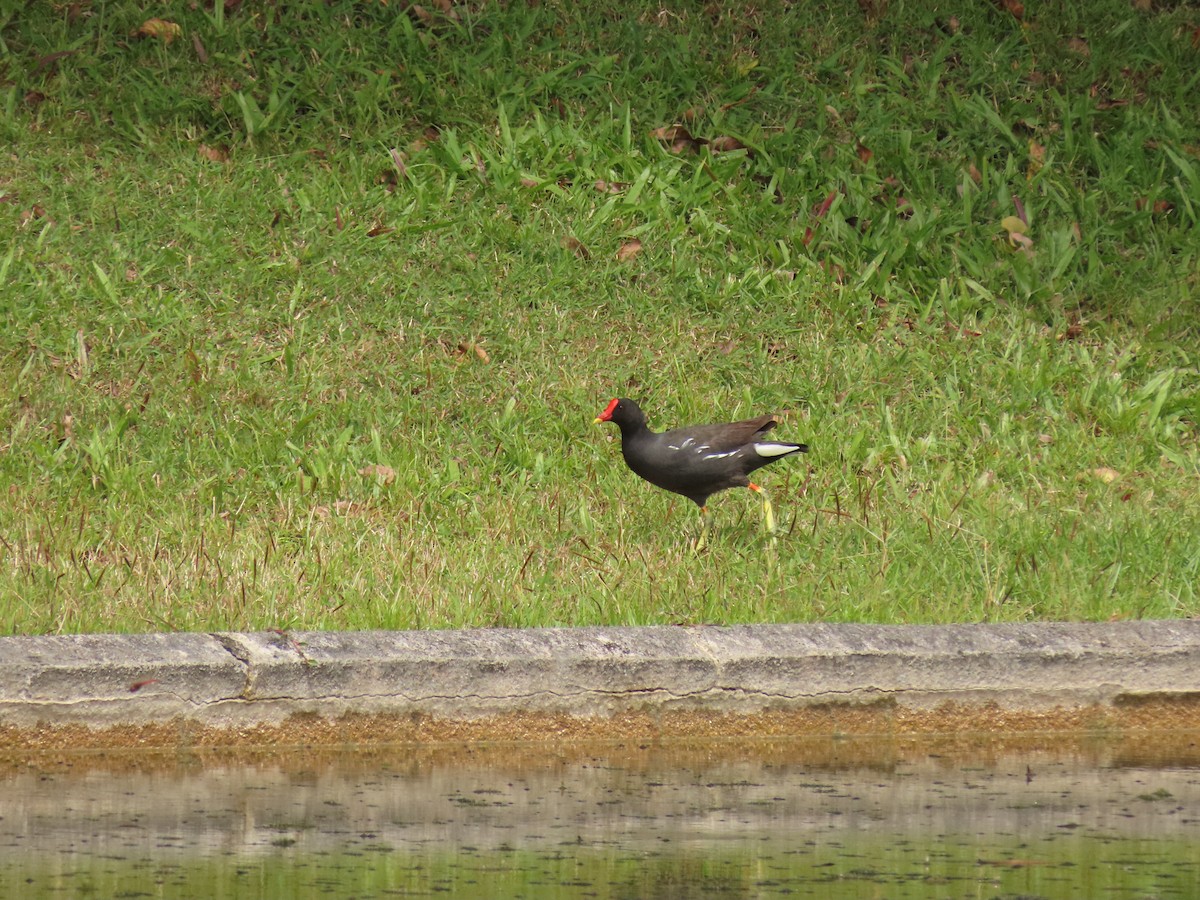 Eurasian Moorhen - ML421626451