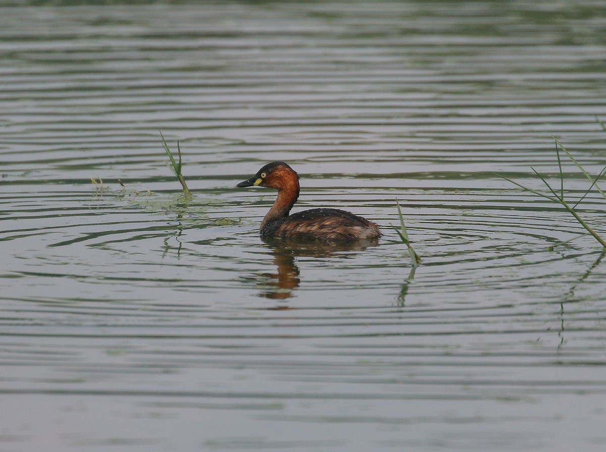 Little Grebe - ML421627761