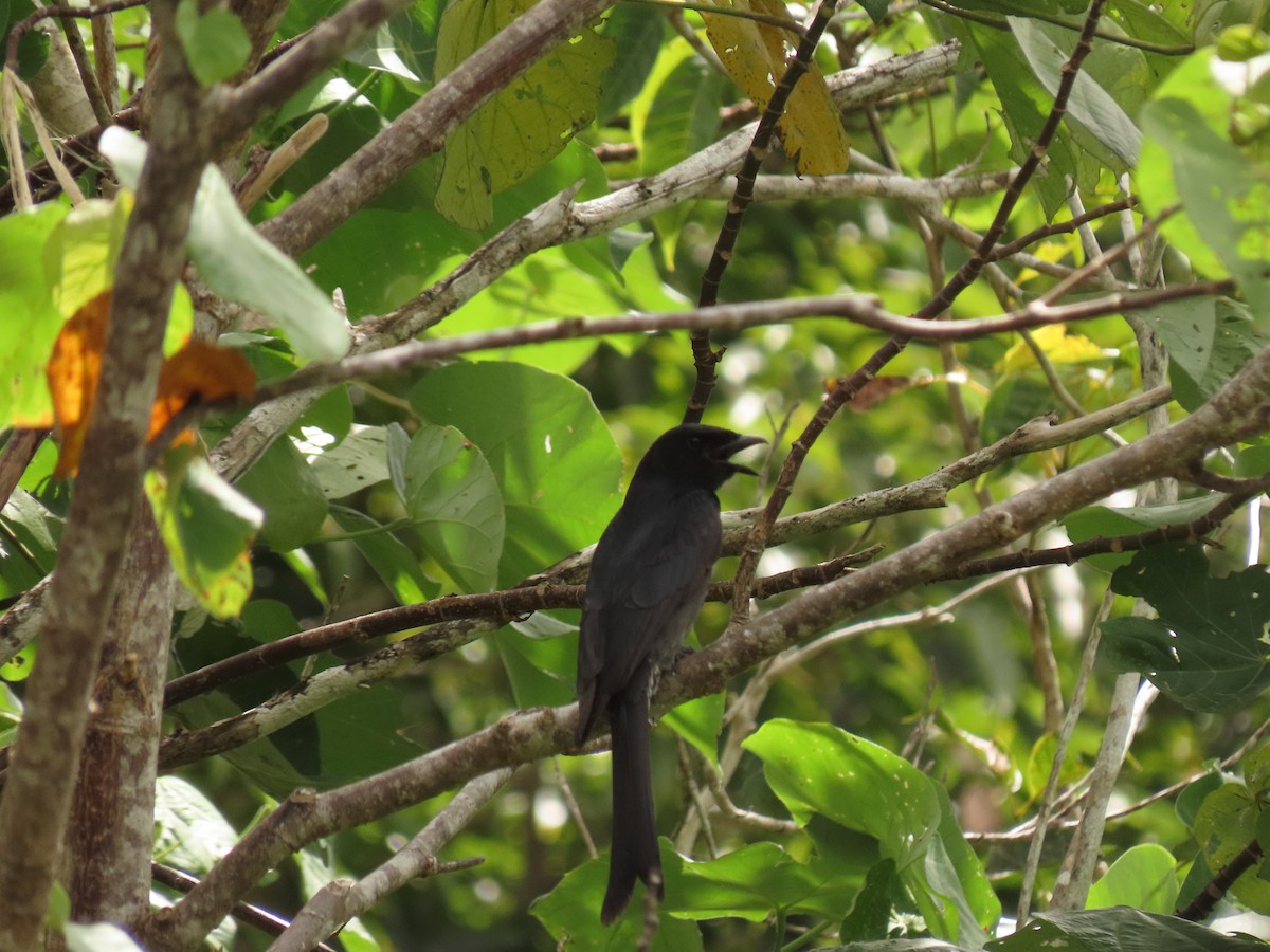 Drongo royal - ML421628551