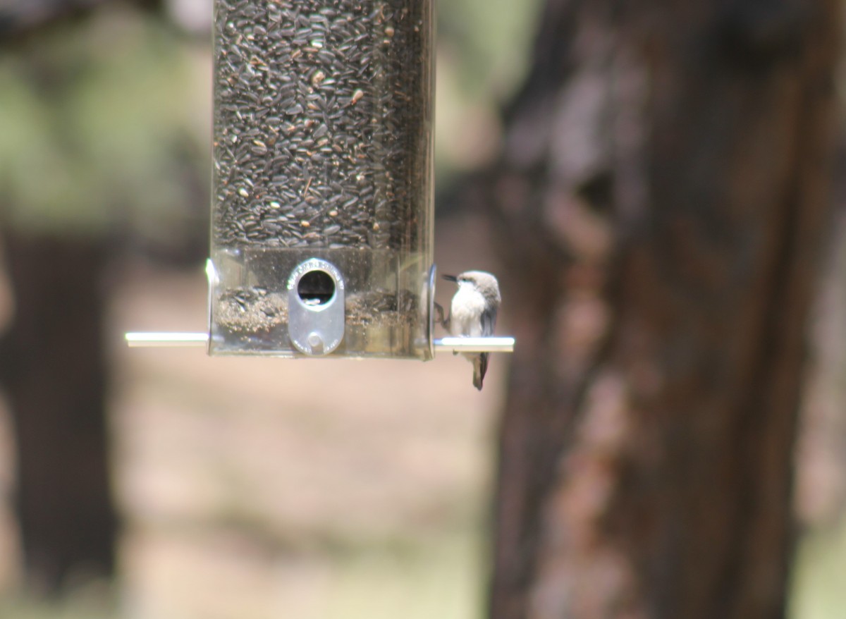Pygmy Nuthatch - ML42162901