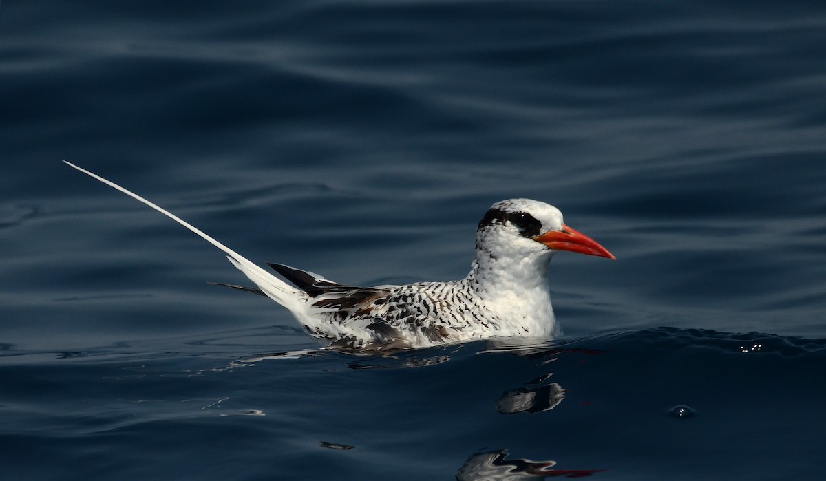 Red-billed Tropicbird - Steven Mlodinow