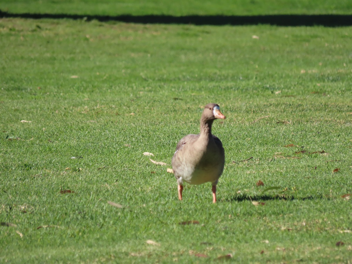 Greater White-fronted Goose - Becky Turley