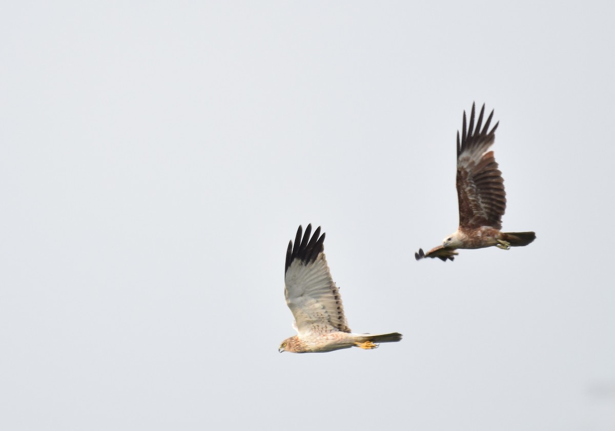 Eastern Marsh Harrier - Noyel Mahendra