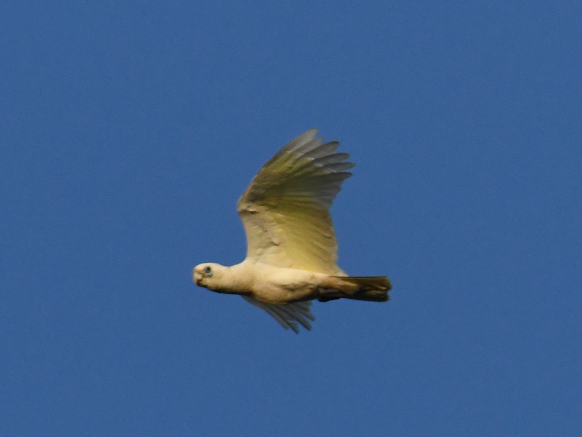 Little Corella - ML421640031