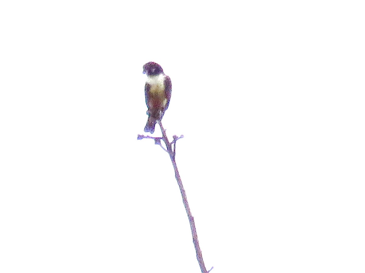 Black-thighed Falconet - ML421641291