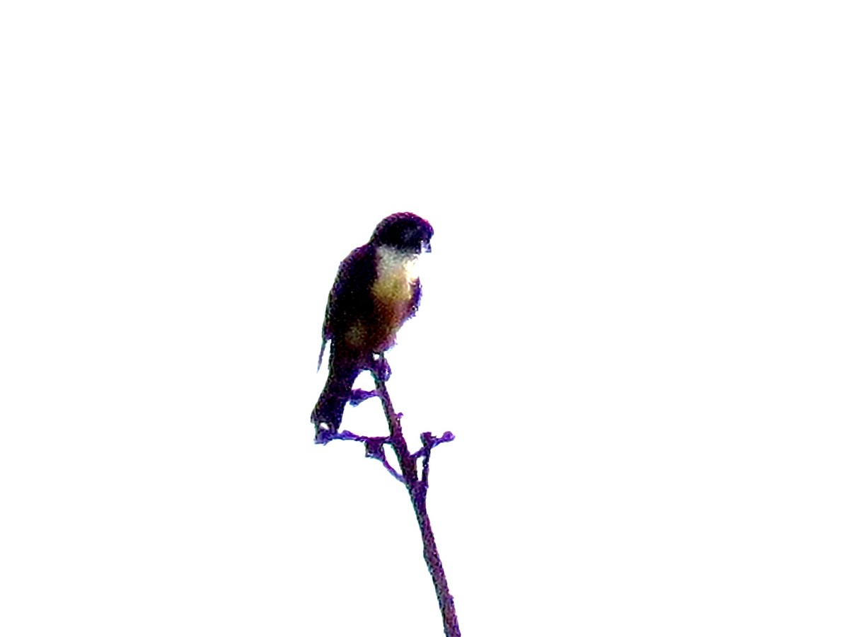 Black-thighed Falconet - ML421641301