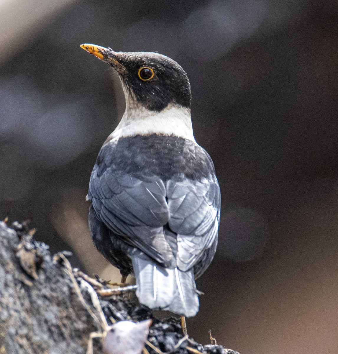 White-collared Blackbird - ML421641501