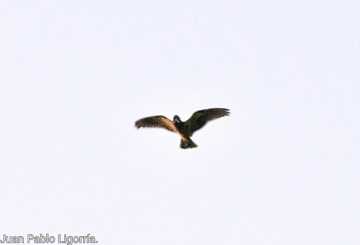 Short-tailed Nighthawk - ML421641711