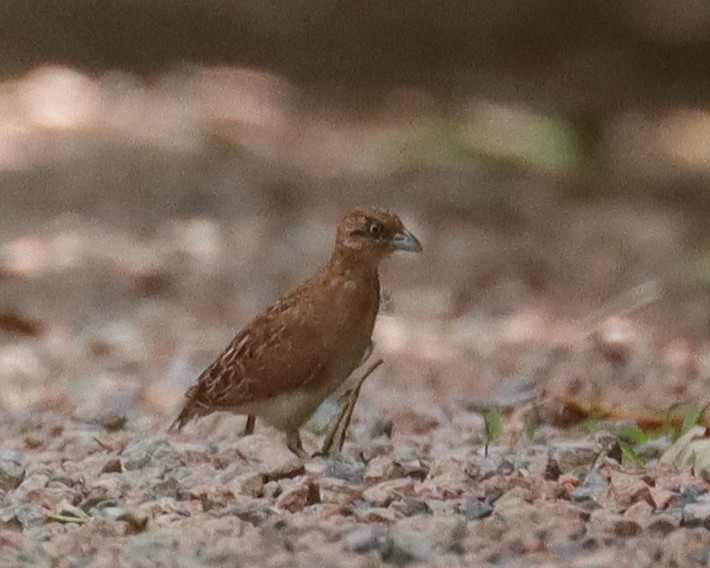 Little Buttonquail - John Lowry