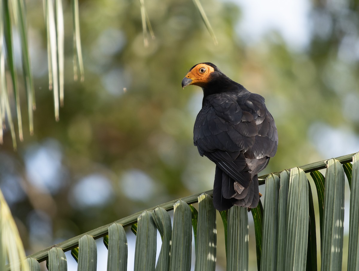 Black Caracara - ML421643221