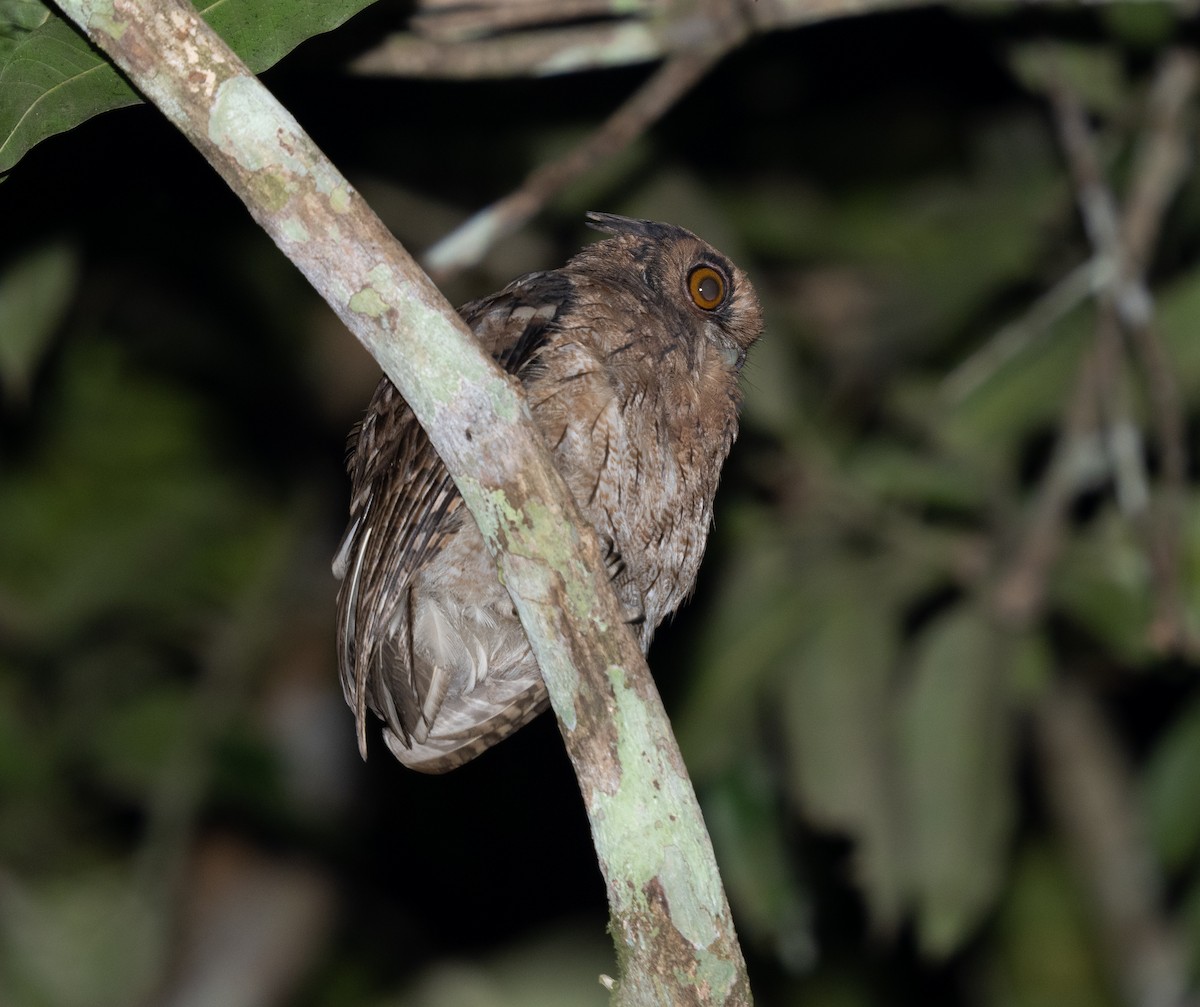 Tawny-bellied Screech-Owl - ML421643411