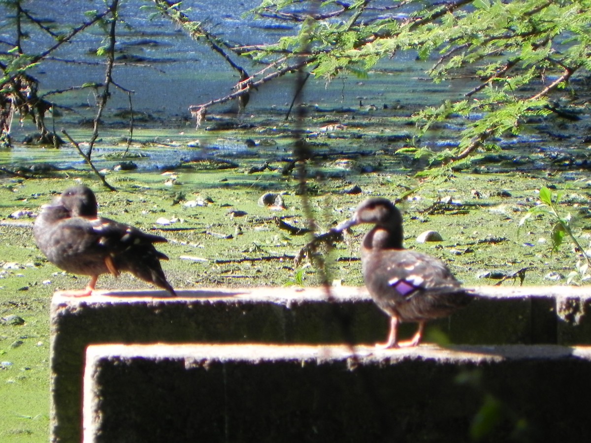 Canard noirâtre - ML421643791