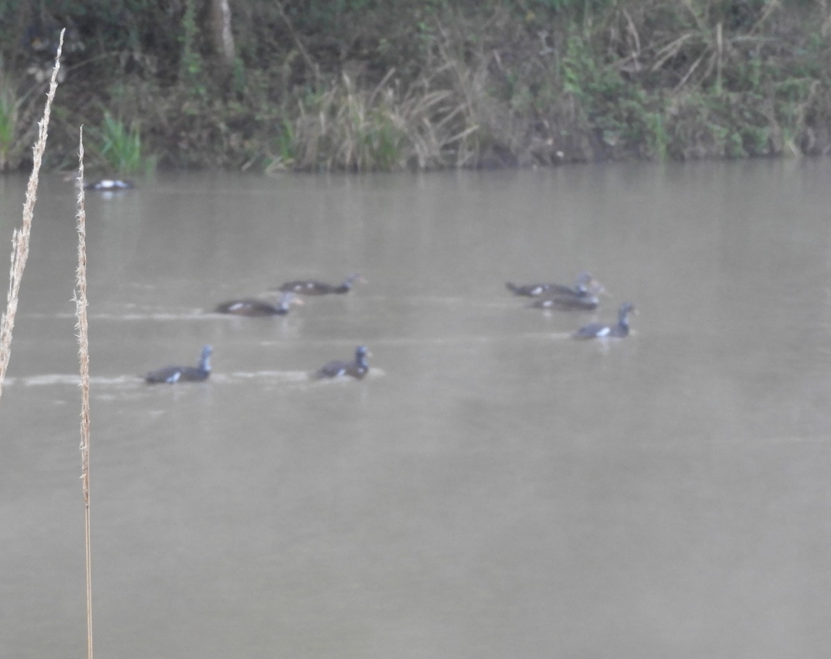 White-winged Duck - ML421643871