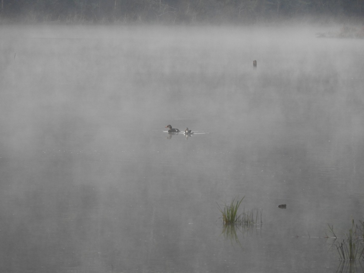 White-winged Duck - ML421643901