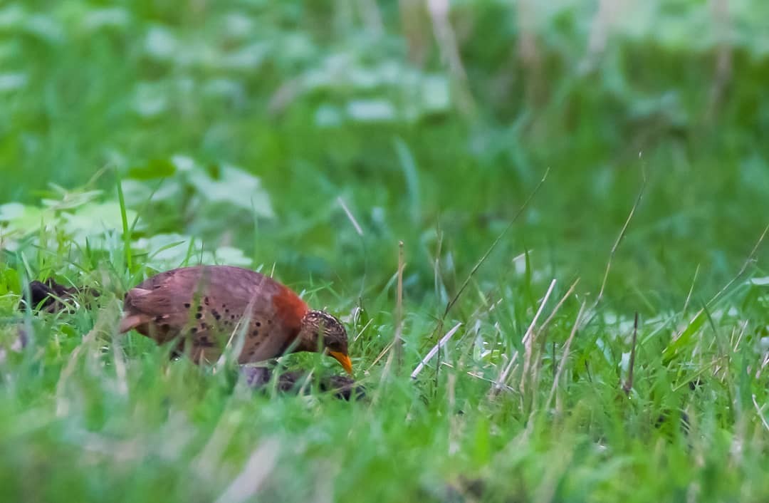 Yellow-legged Buttonquail - ML421645511