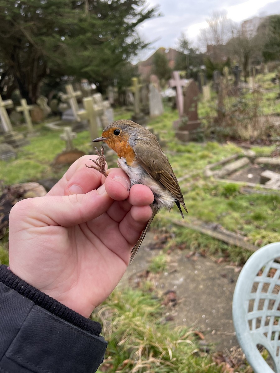 European Robin - David Campbell