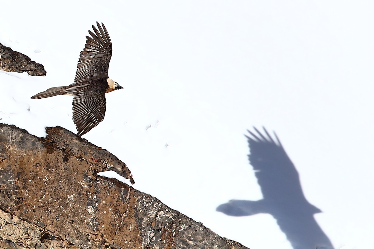 Bearded Vulture - ML421647881