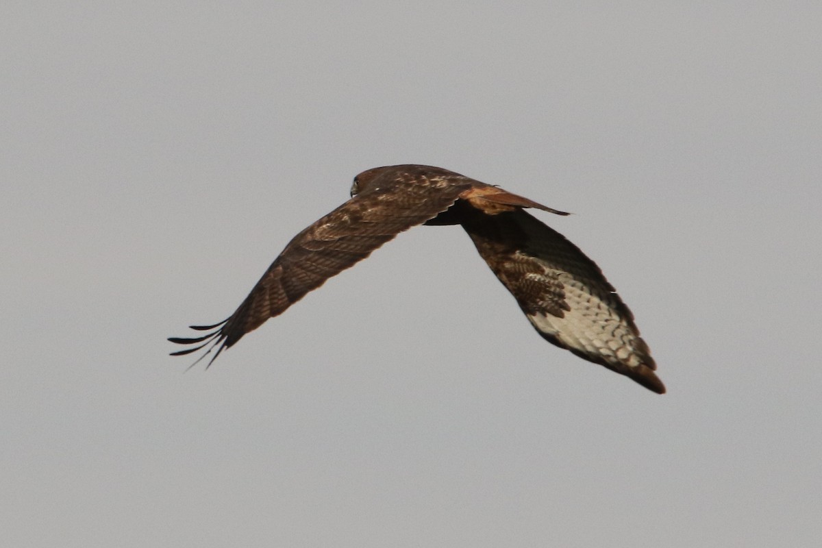 Red-tailed Hawk - ML42164861