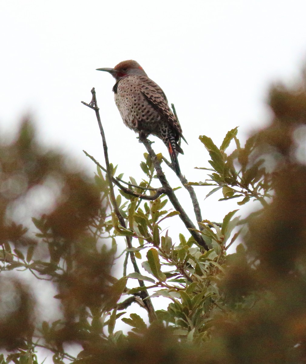 Northern Flicker (Red-shafted) - ML421648931
