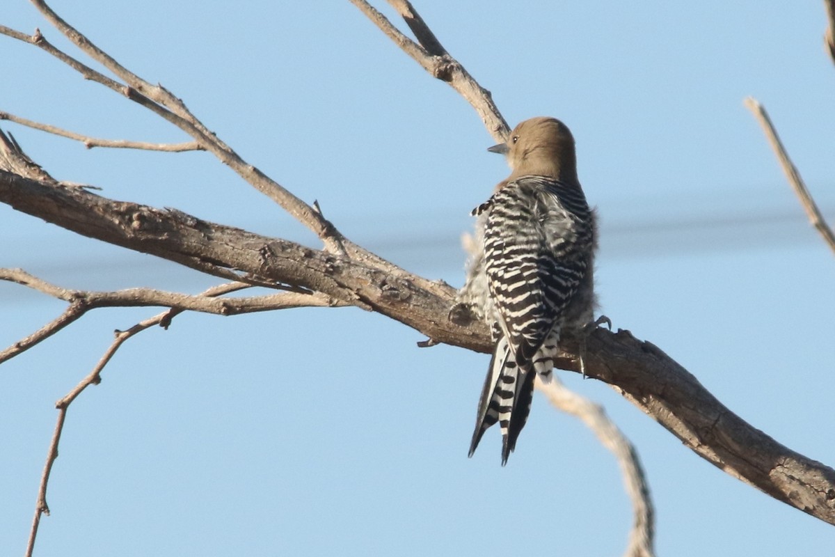 Gila Woodpecker - ML42165001