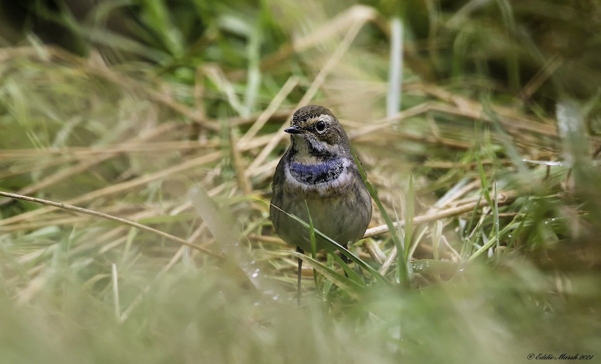 Bluethroat - Eddie Marsh