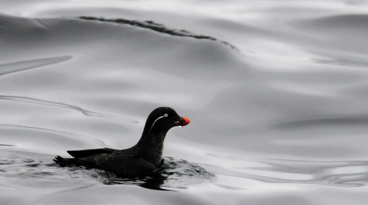 Parakeet Auklet - ML42165011