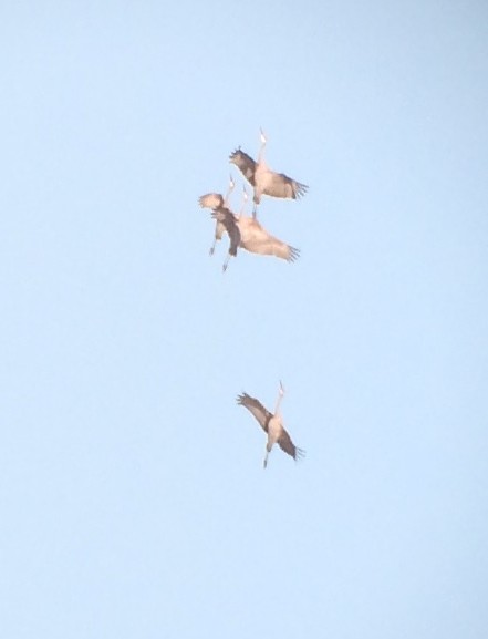 Sandhill Crane - ML42165041