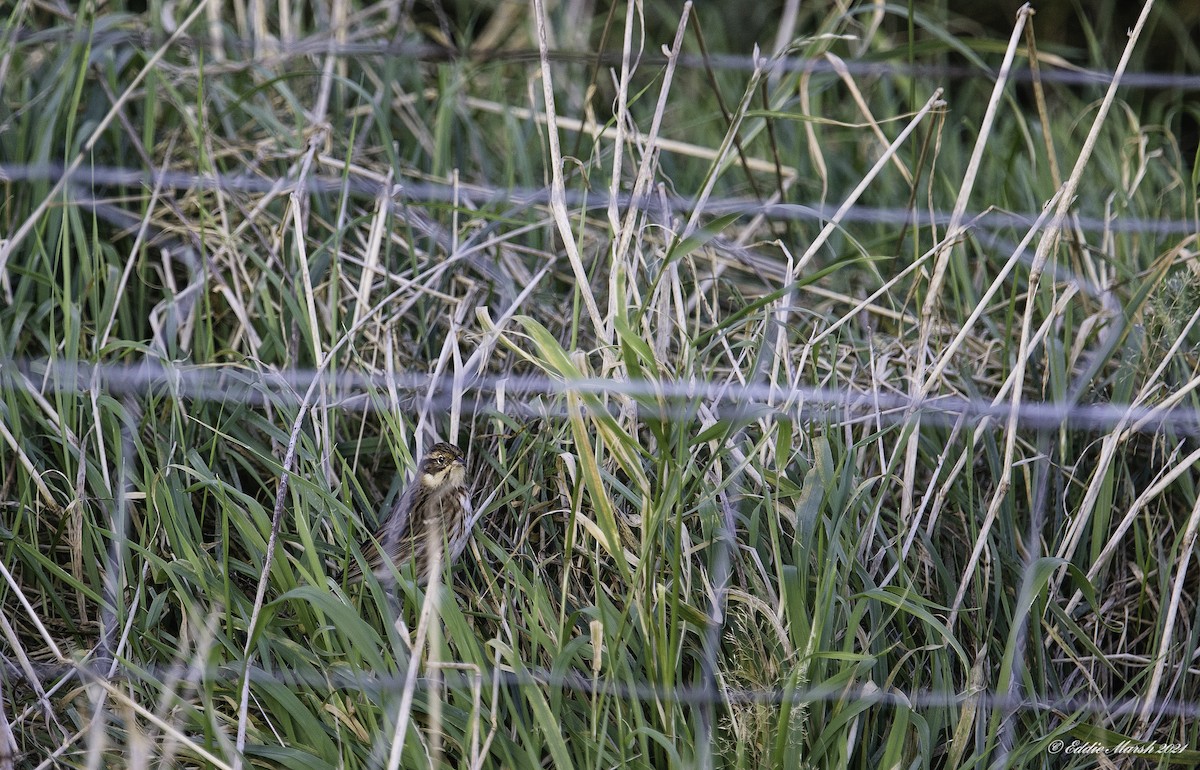 Rustic Bunting - Eddie Marsh