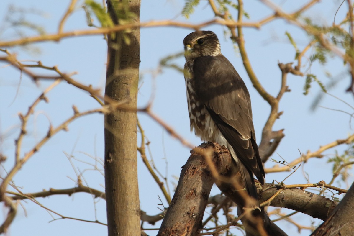 Merlin - ML42165071