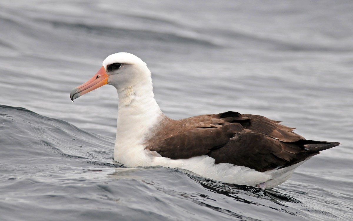 albatros laysanský - ML42165111