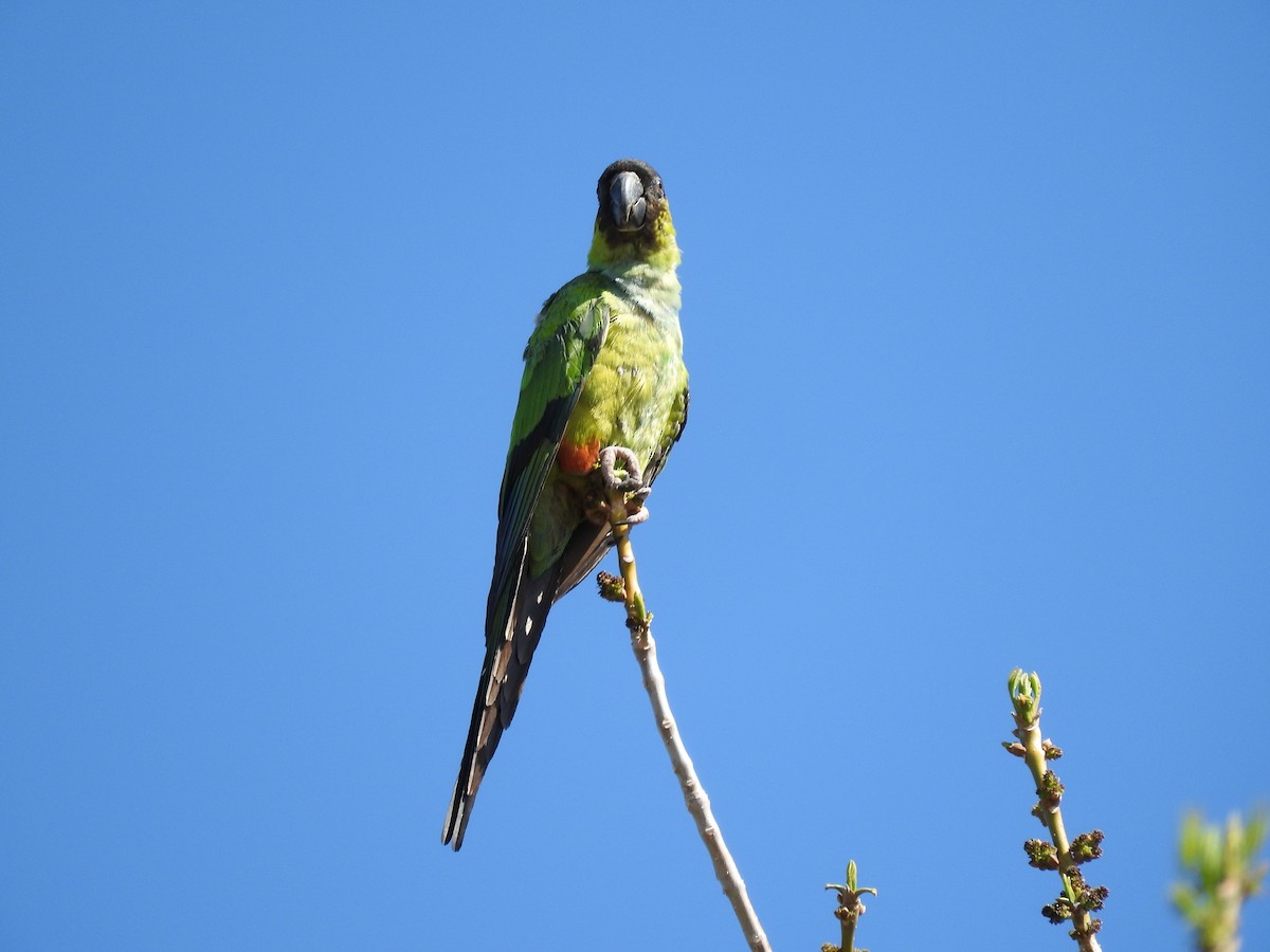 Nanday Parakeet - shobak kythakyapuzha
