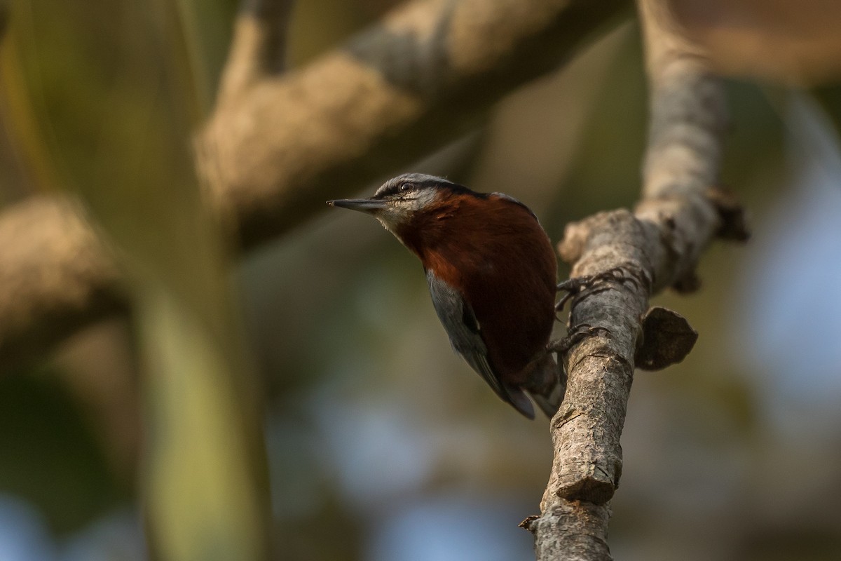 Indian Nuthatch - ML421652371