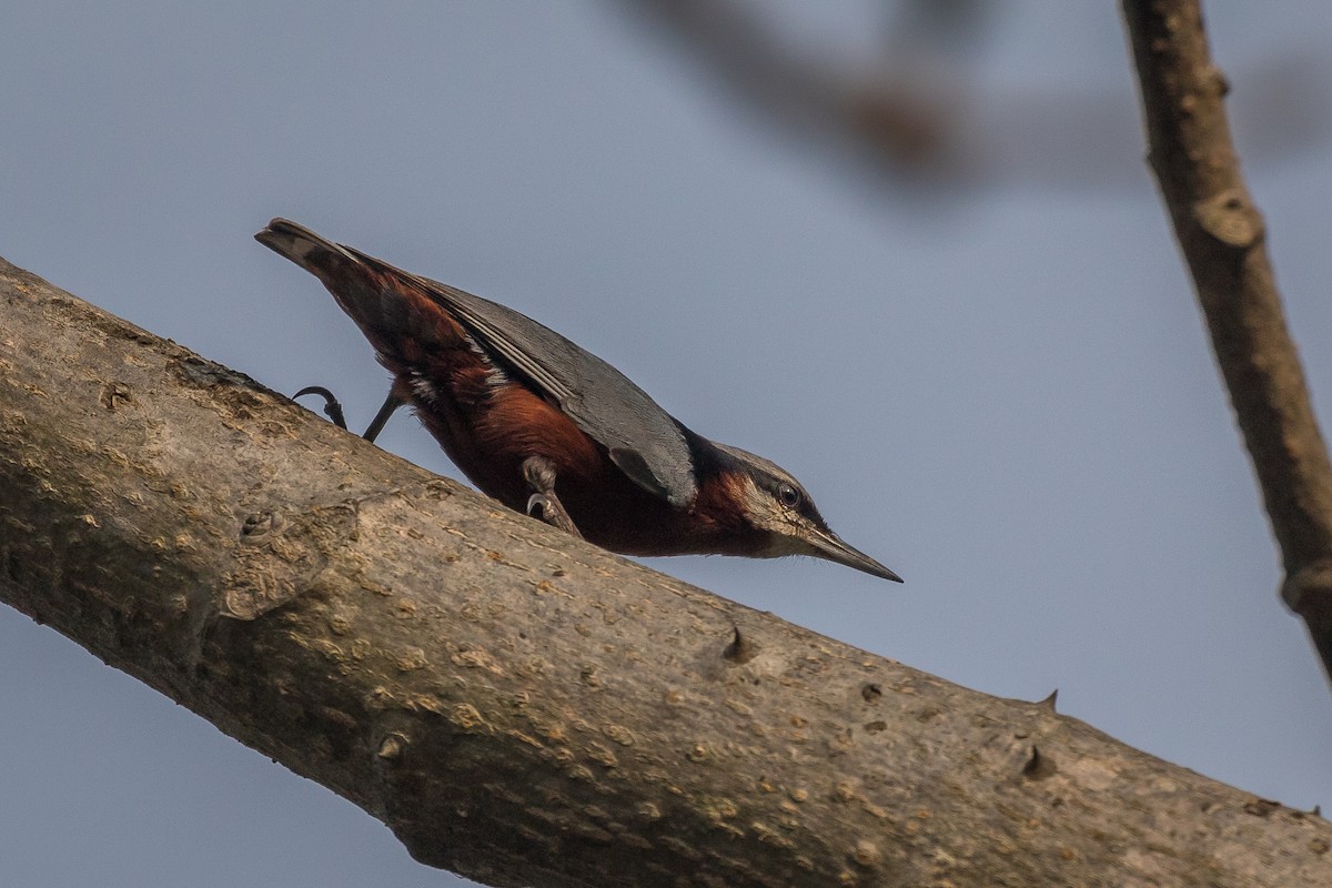 Indian Nuthatch - ML421652381