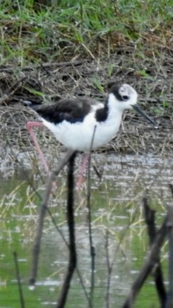 Cigüeñuela Cuellinegra - ML421652991